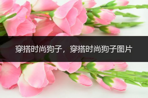 穿搭时尚狗子，穿搭时尚狗子图片