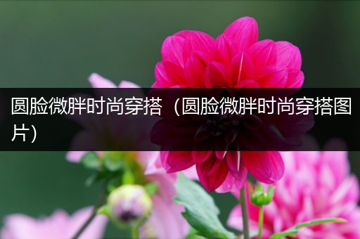 圆脸微胖时尚穿搭（圆脸微胖时尚穿搭图片）